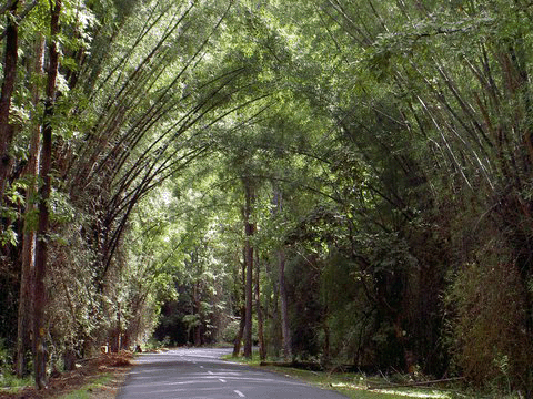 Bamboo
                        trees